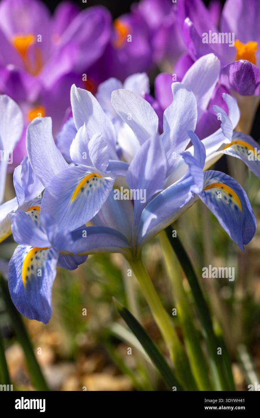 Iris "Blue Planet" Foto Stock