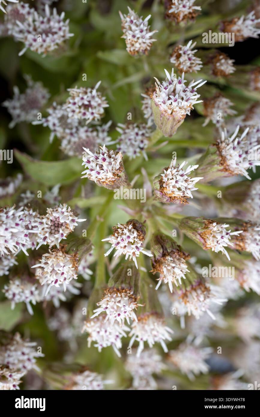 Petasites paradoxus Foto Stock