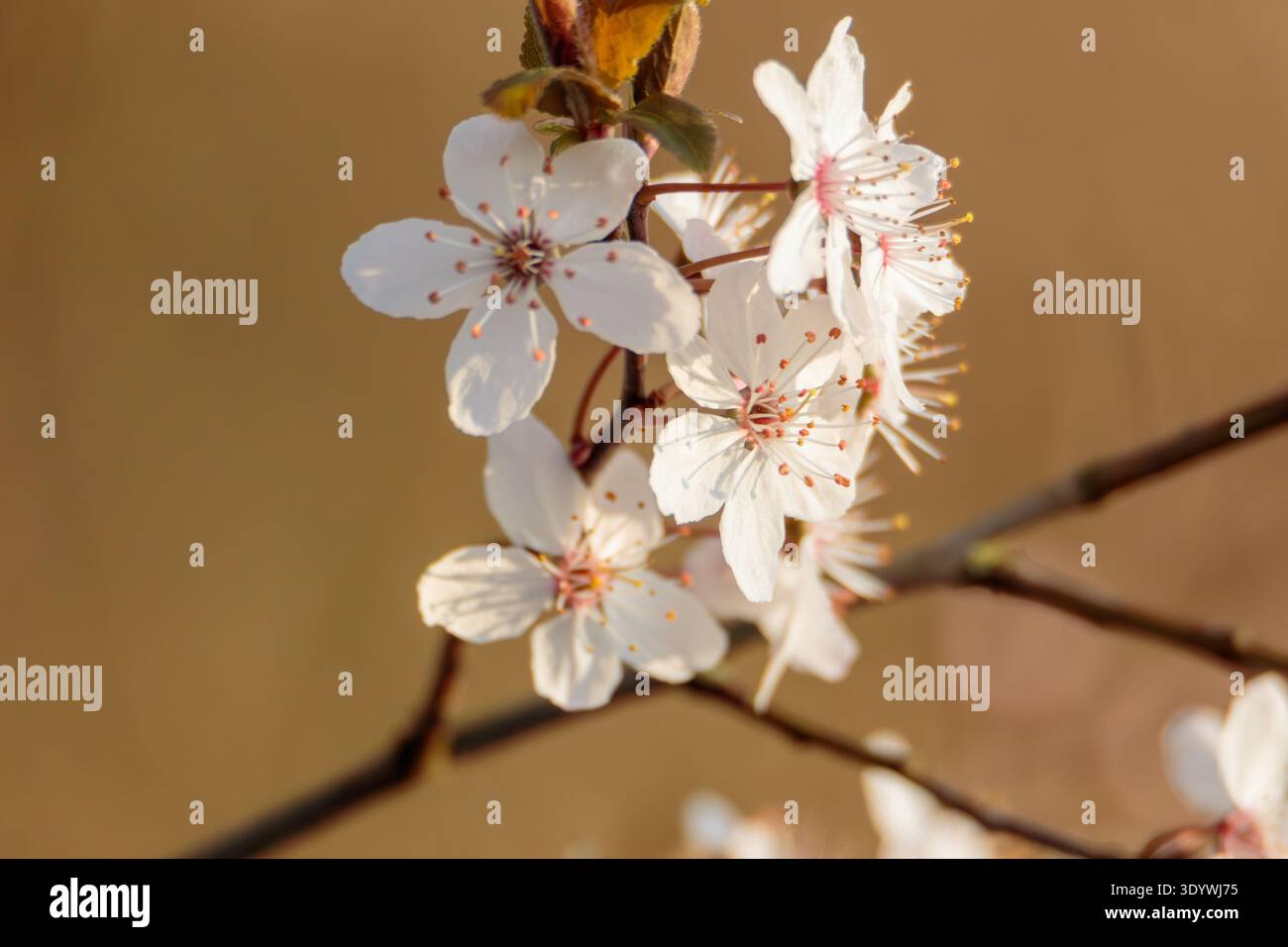 Bellissimo Cherry Blossom, Prunus cerasifera, in forte sole primaverile, Bulkington, Warwickshire, marzo 2026. Foto Stock