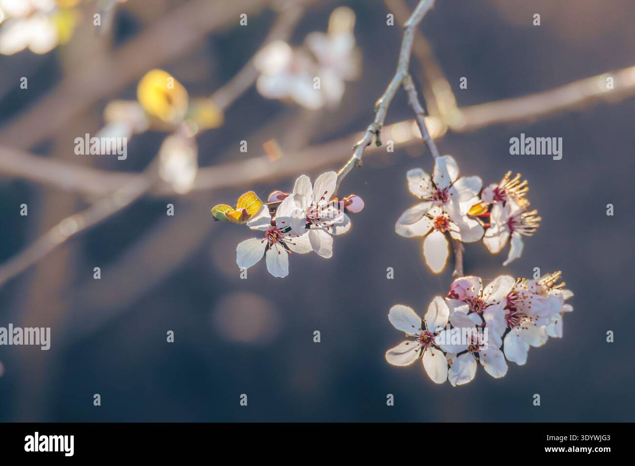 Bellissimo Cherry Blossom, Prunus cerasifera, in forte sole primaverile, Bulkington, Warwickshire, marzo 2026. Foto Stock