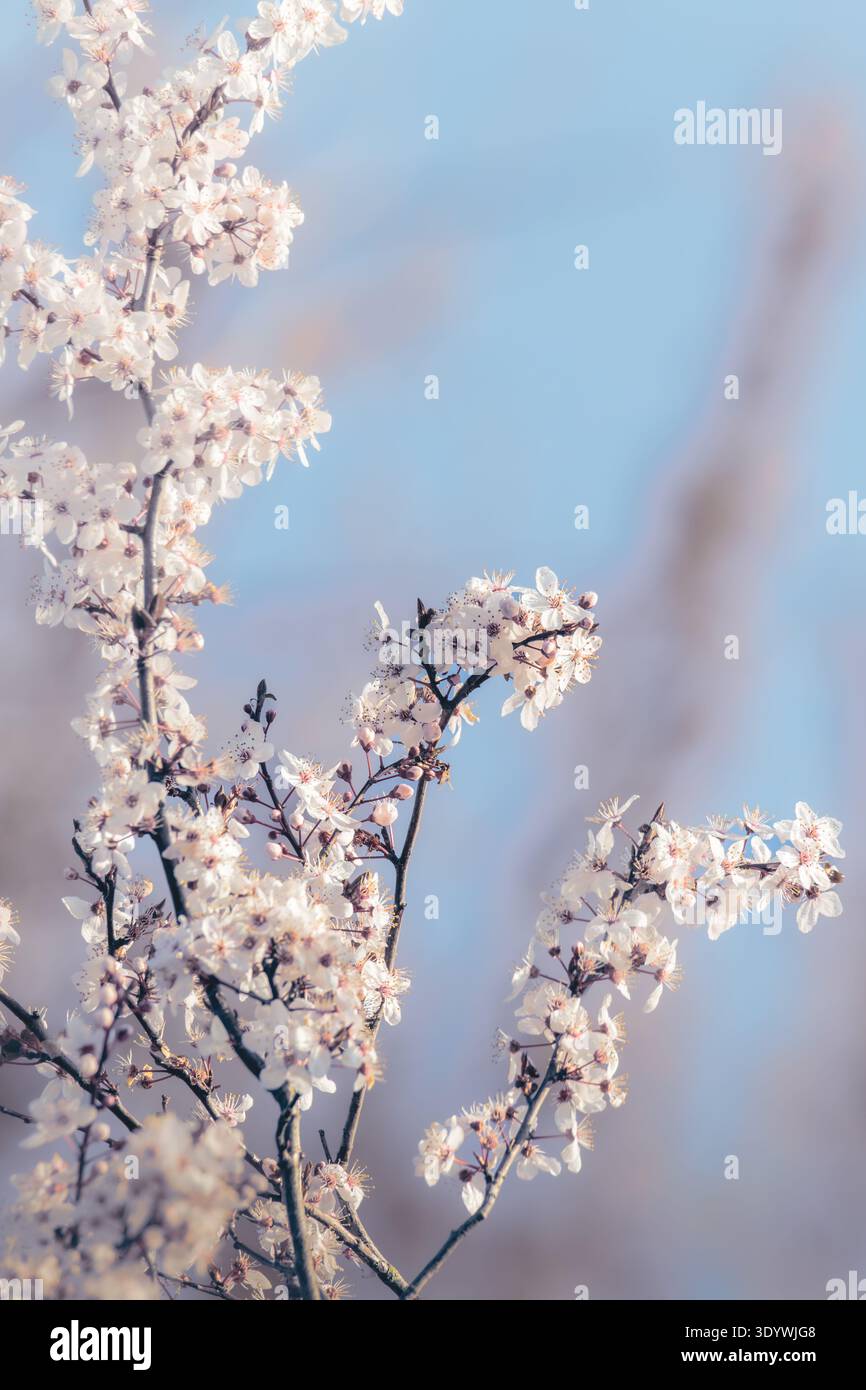 Bellissimo Cherry Blossom, Prunus cerasifera, in forte sole primaverile, Bulkington, Warwickshire, marzo 2026. Foto Stock