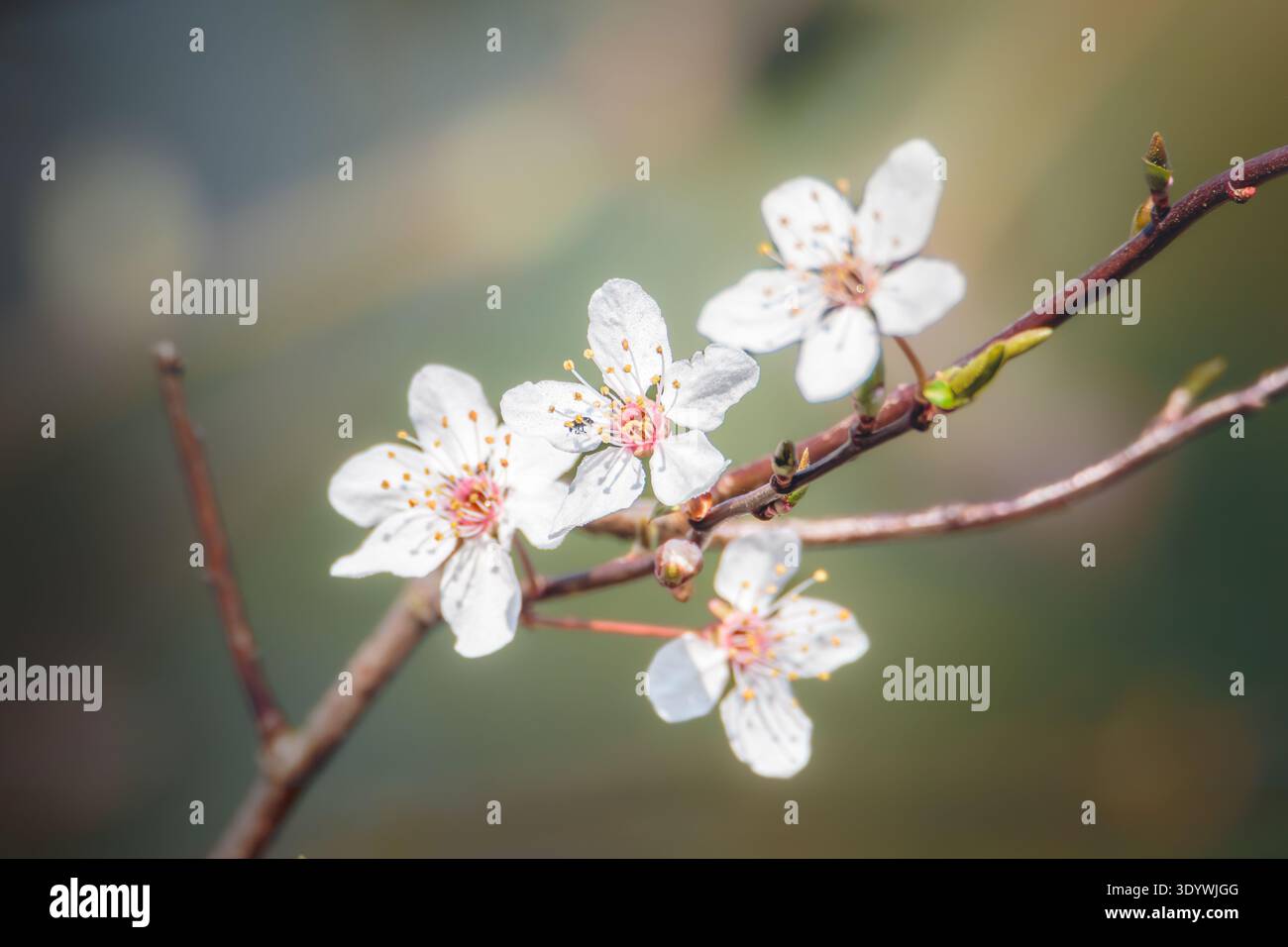 Bellissimo Cherry Blossom, Prunus cerasifera, in forte sole primaverile, Bulkington, Warwickshire, marzo 2026. Foto Stock
