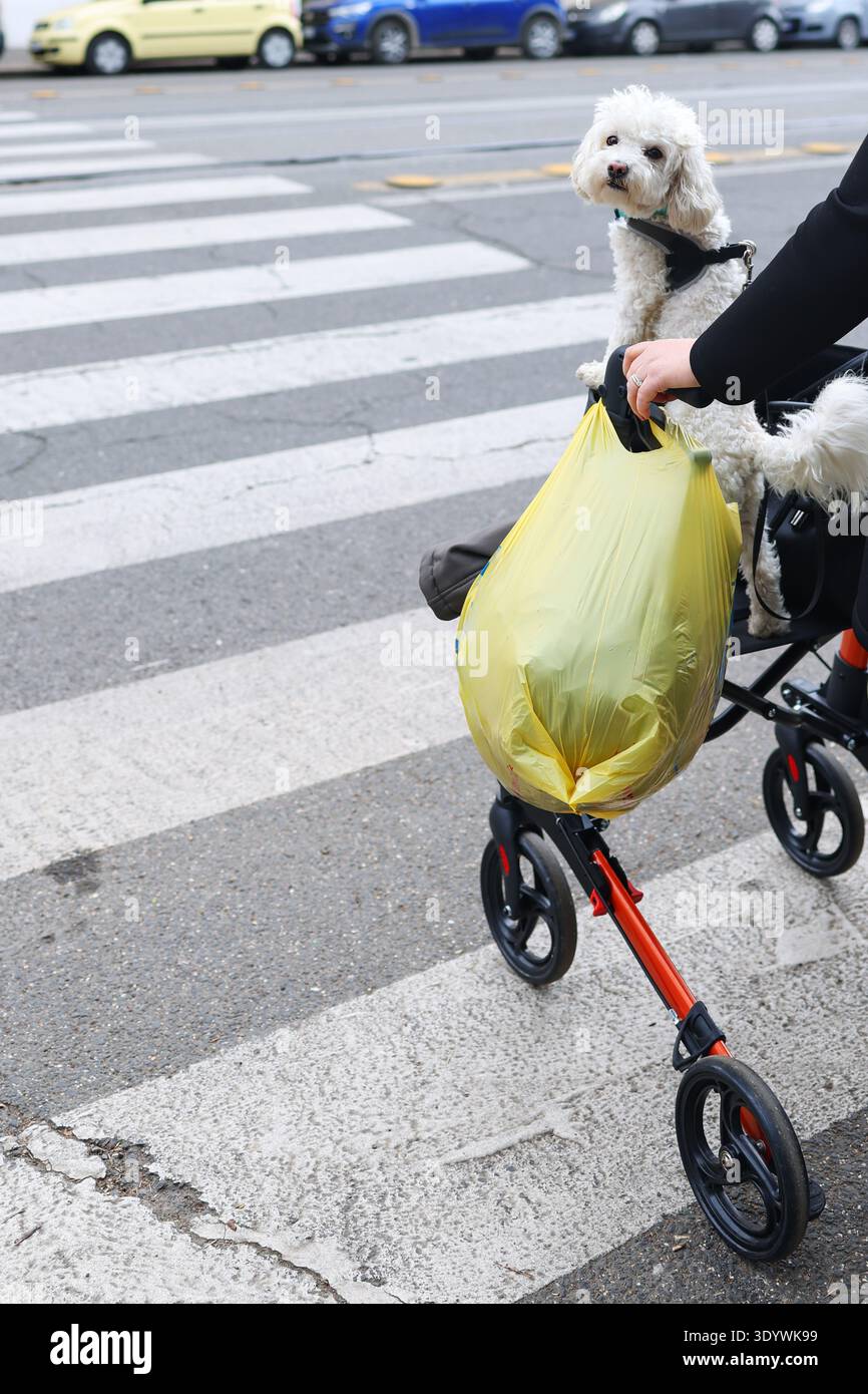 Il cane da compagnia viaggia in passeggino mentre il proprietario attraversa la strada all'incrocio. Moderno concetto urbano di cura degli animali domestici. Foto Stock