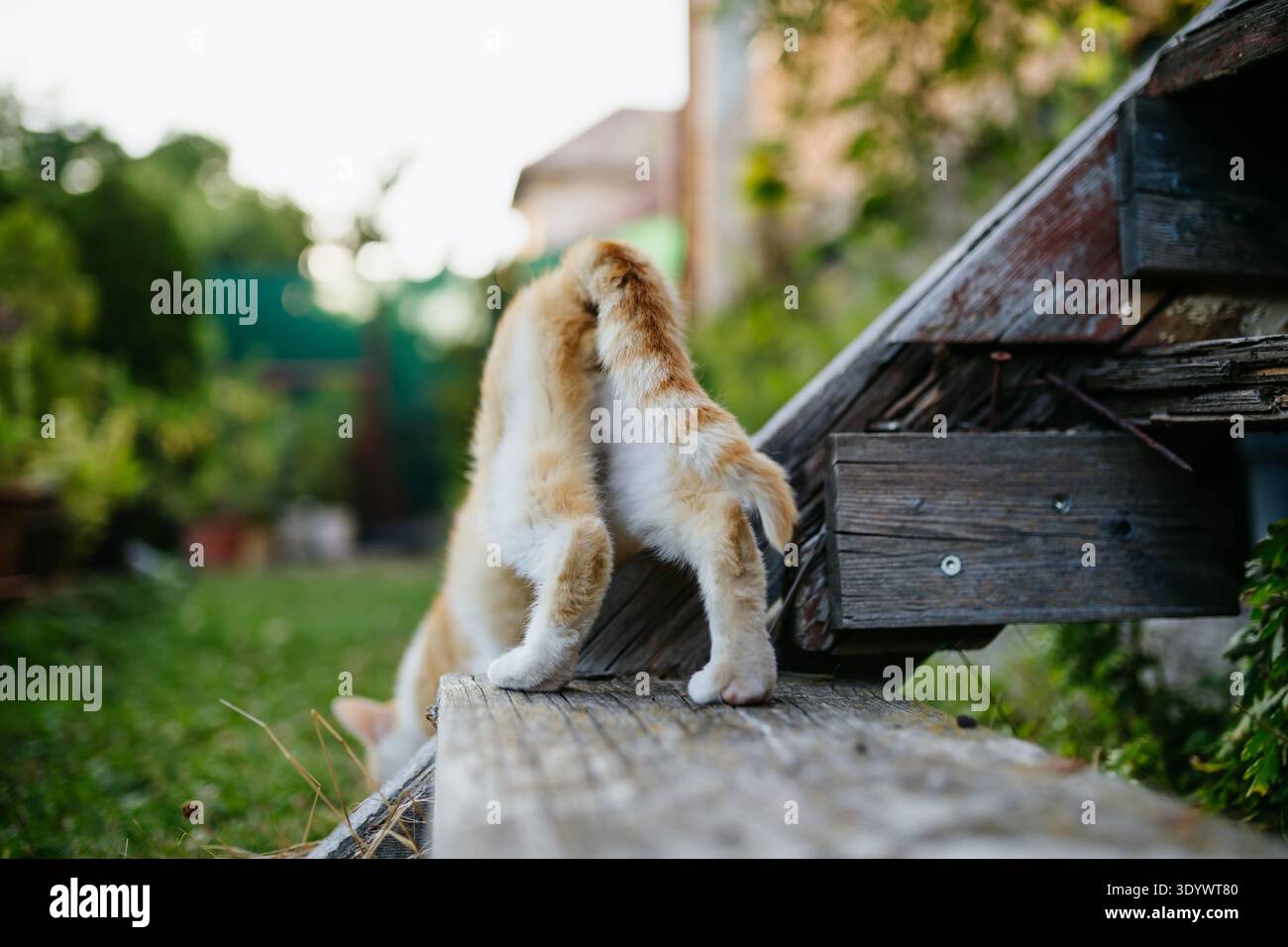 Gatto domestico dello zenzero nel giardino sul retro. Foto Stock