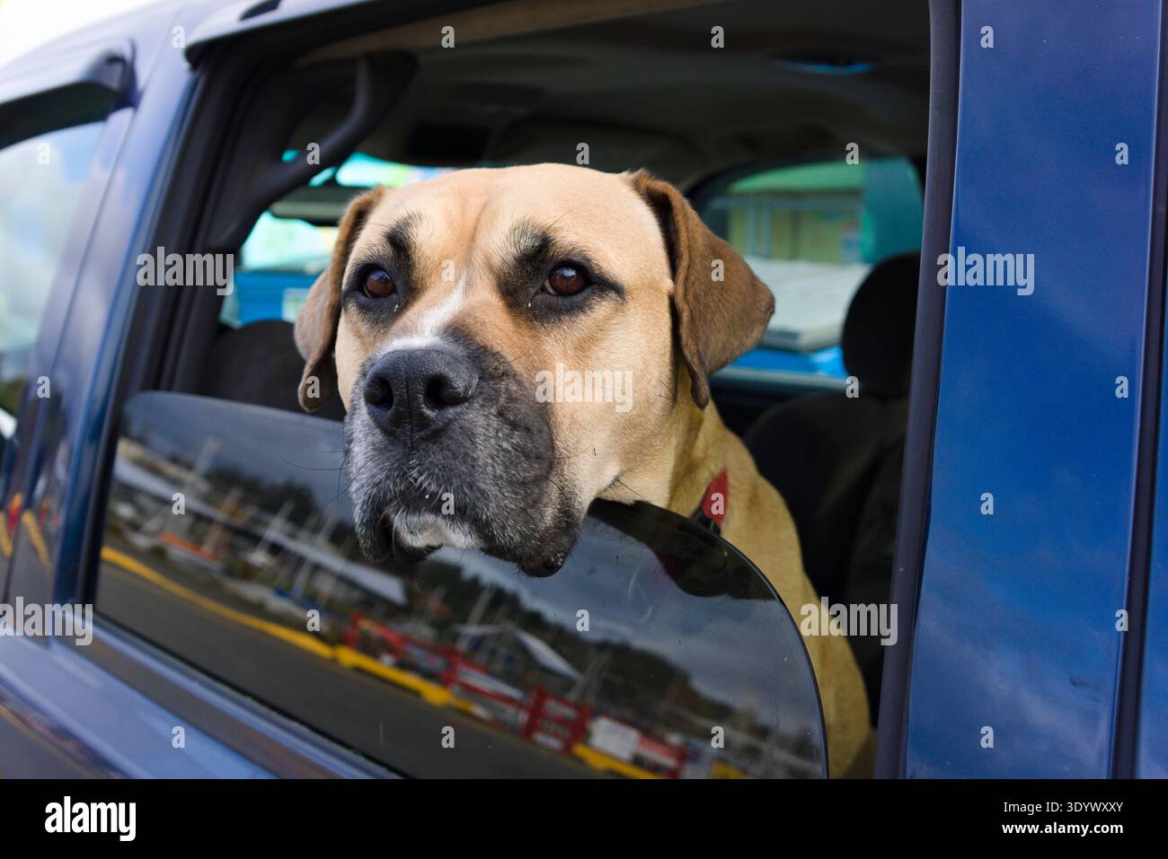 Un cane pugile attacca la testa fuori dal finestrino di un pick-up blu. Foto Stock