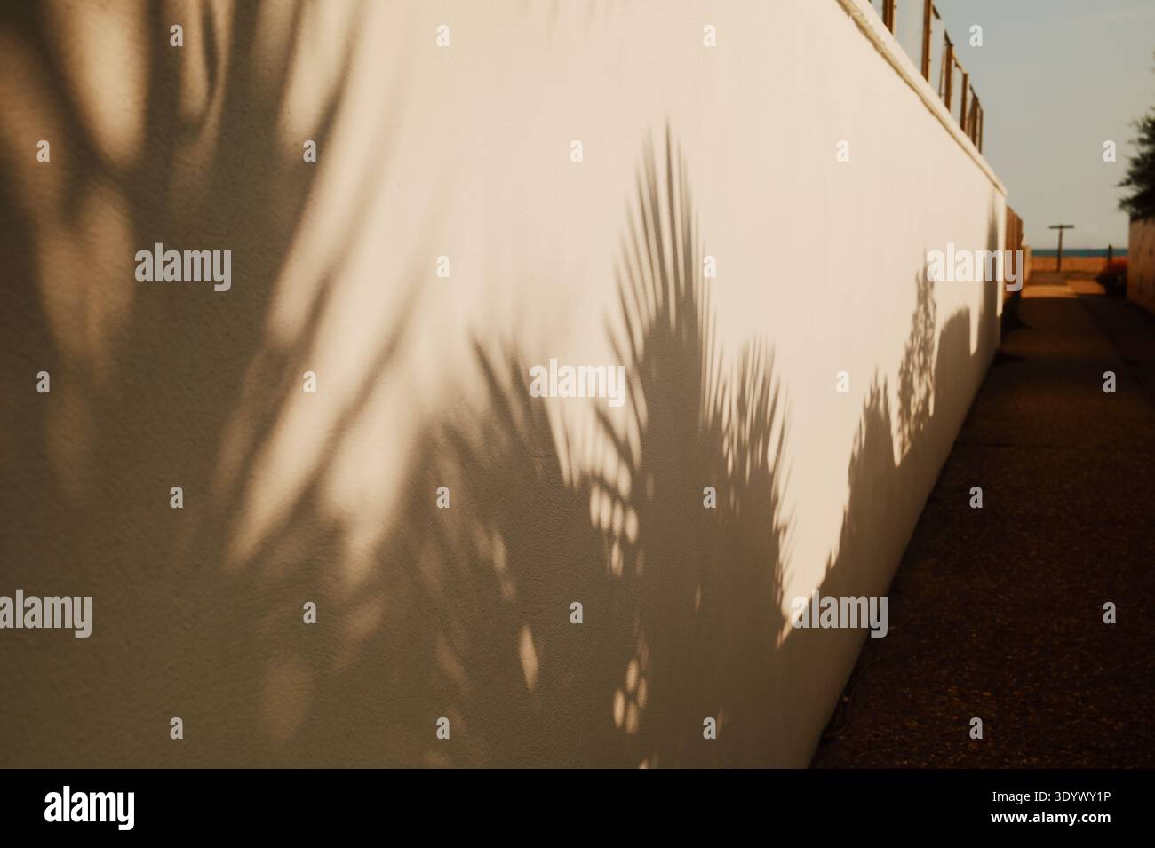 L'ombra di palme è stata proiettata sul muro di una casa sul mare in un quartiere residenziale costiero di Worthing, West Sussex, Inghilterra, Regno Unito. Foto Stock