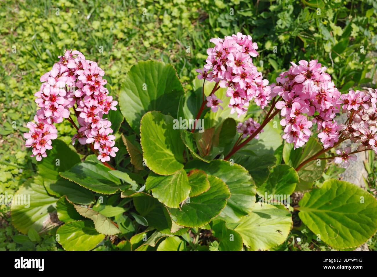 Bergenia cordifolia fiorita con fiori rosa in un giardino di primavera soleggiato. Un vivace primo piano di una pianta di Bergenia (orecchie dell'elefante) caratterizzata da Foto Stock