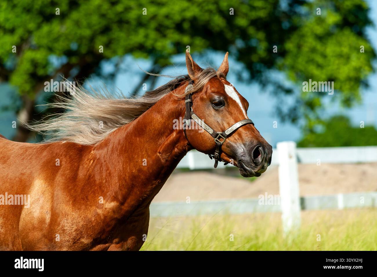 Castnut Horse Running in Green Pasture con Mane fluente Foto Stock