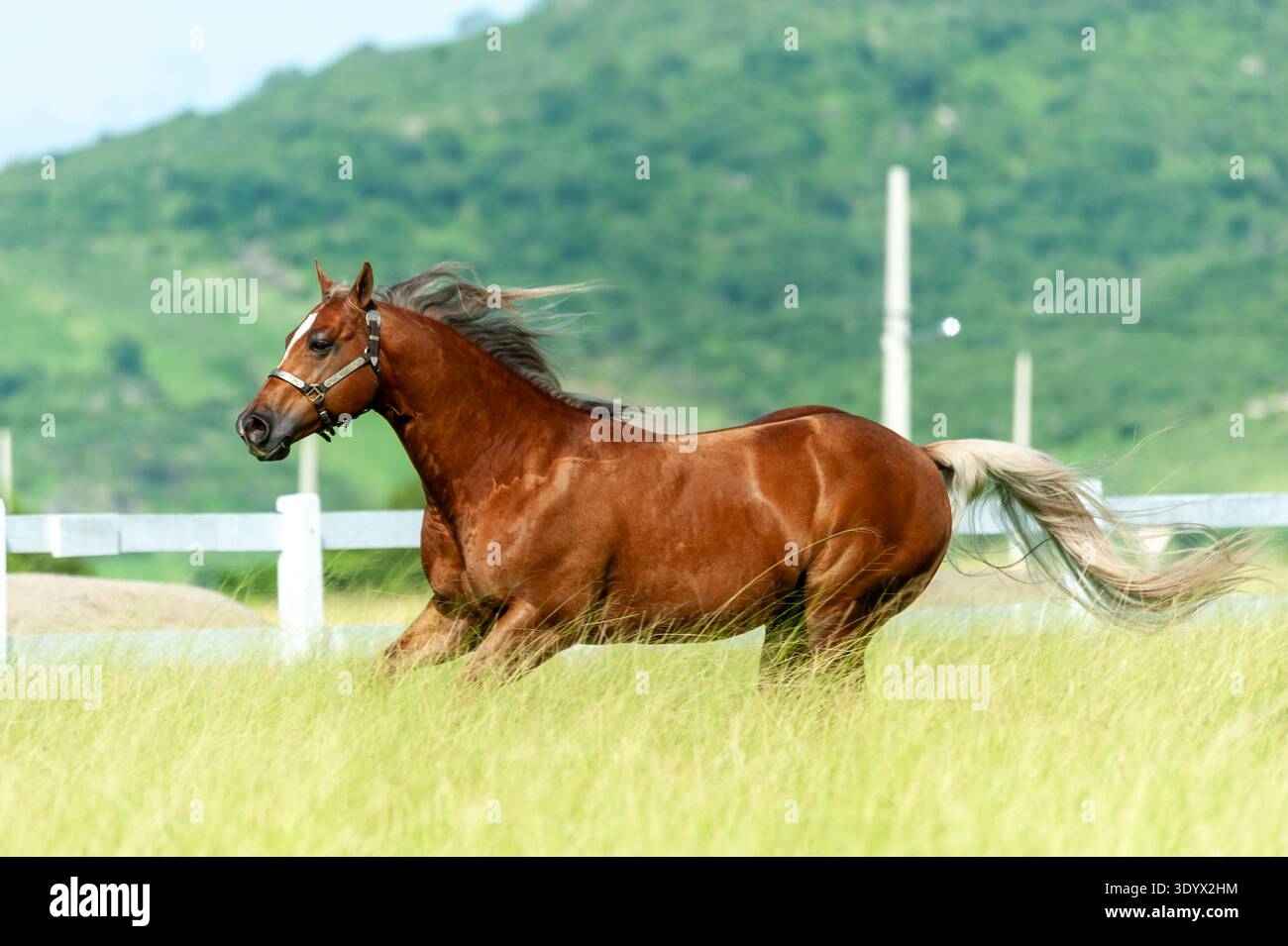 Castnut Horse Running in Green Pasture con Mane fluente Foto Stock
