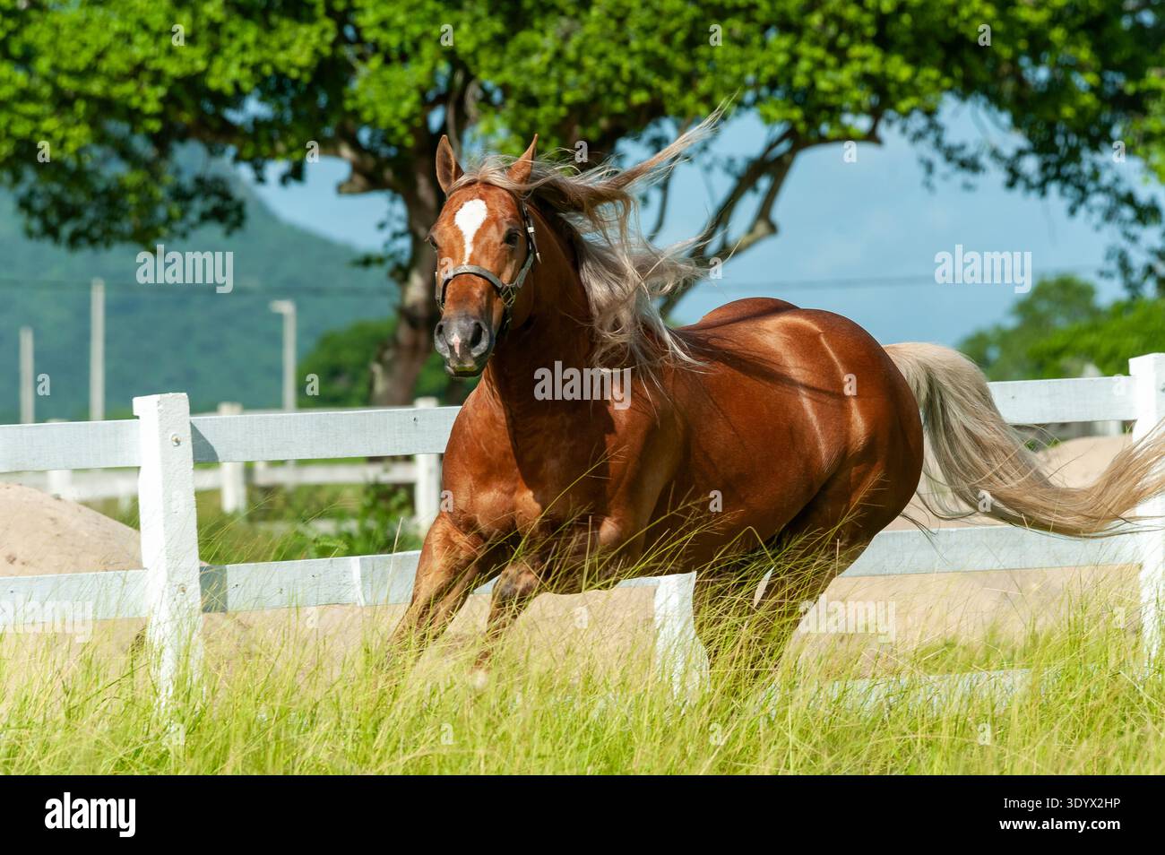 Castnut Horse Running in Green Pasture con Mane fluente Foto Stock