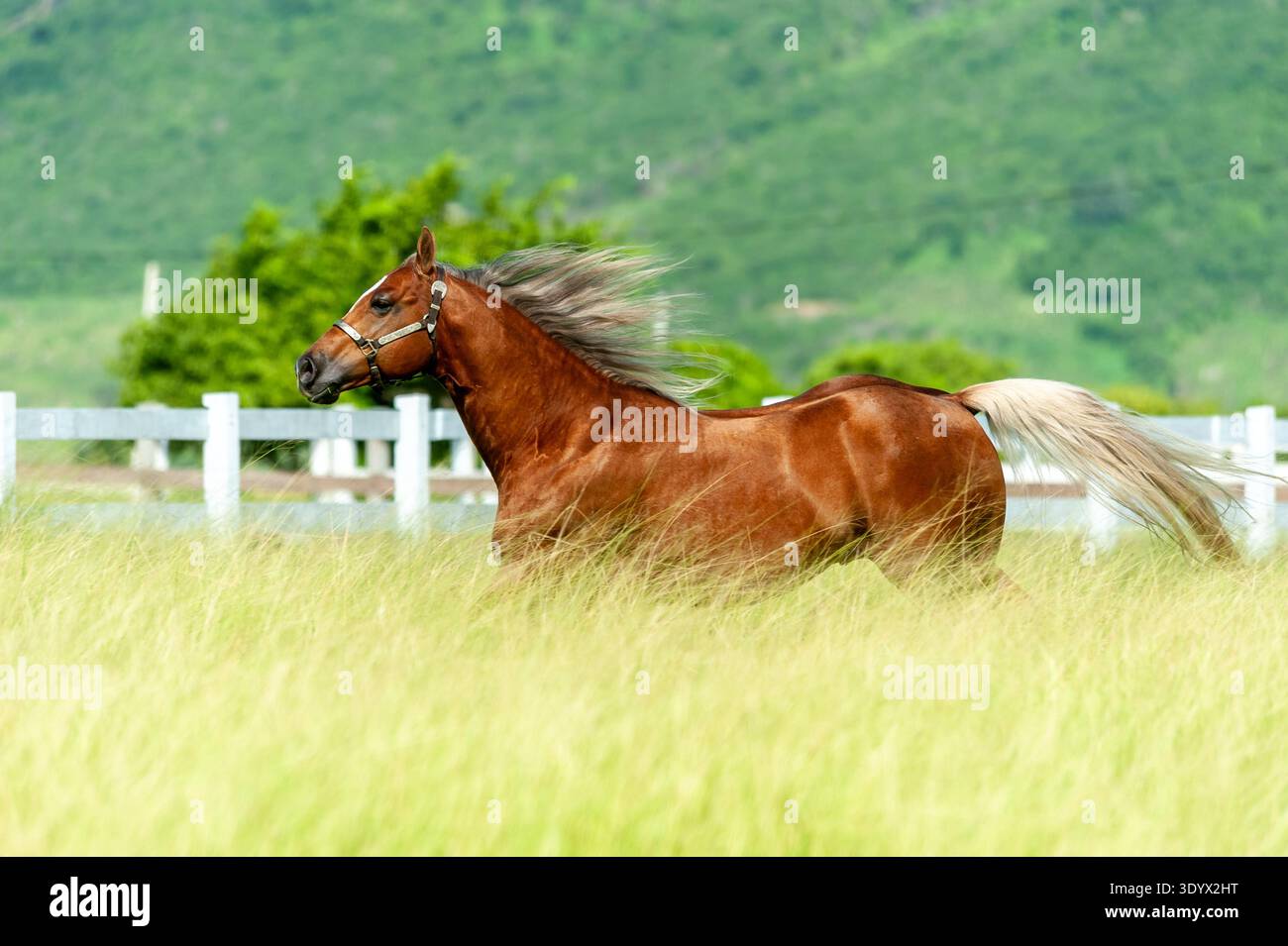 Castnut Horse Running in Green Pasture con Mane fluente Foto Stock