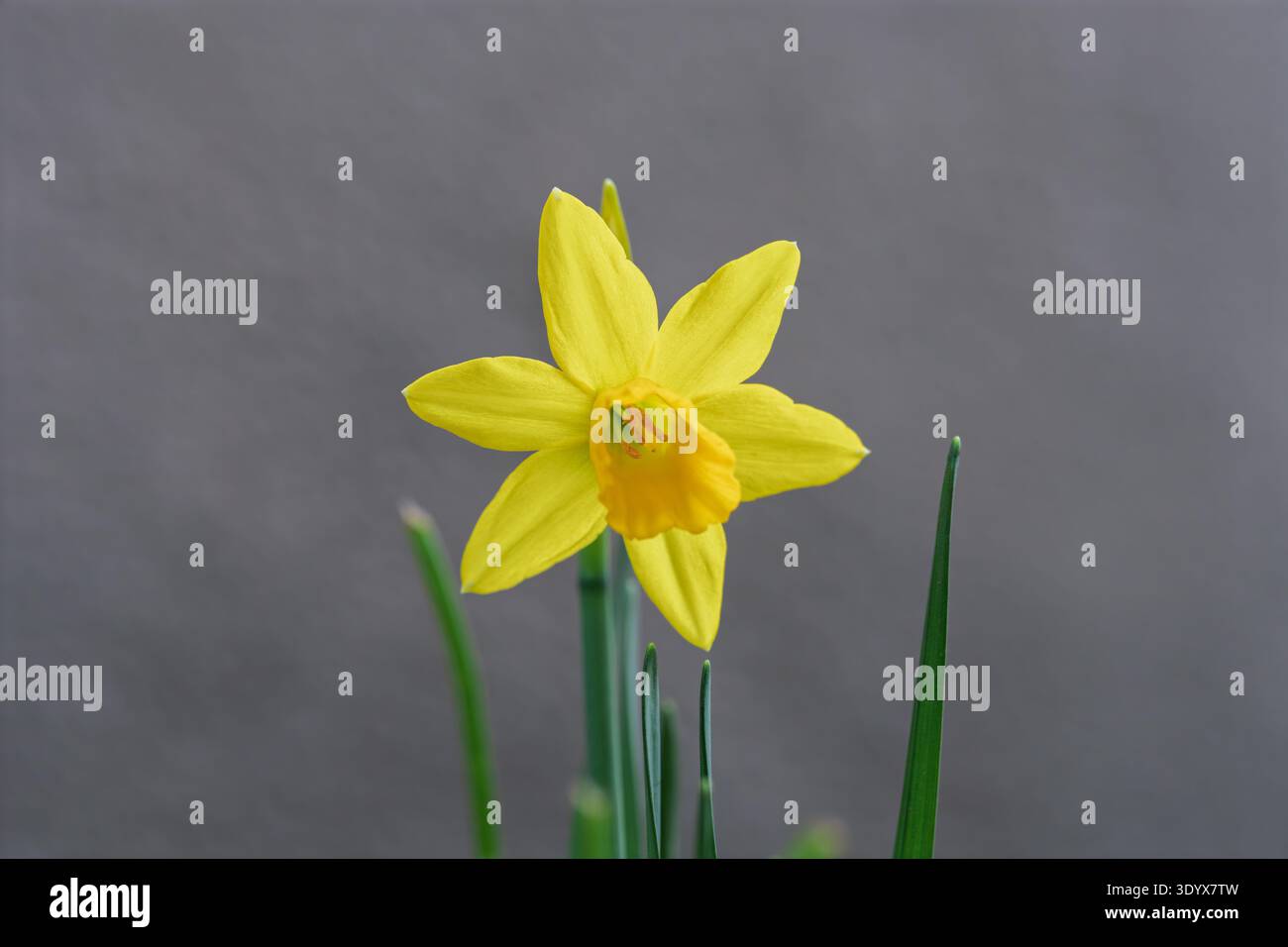 Un singolo narcidio giallo radiante con una luce soffusa da studio per i saluti Foto Stock