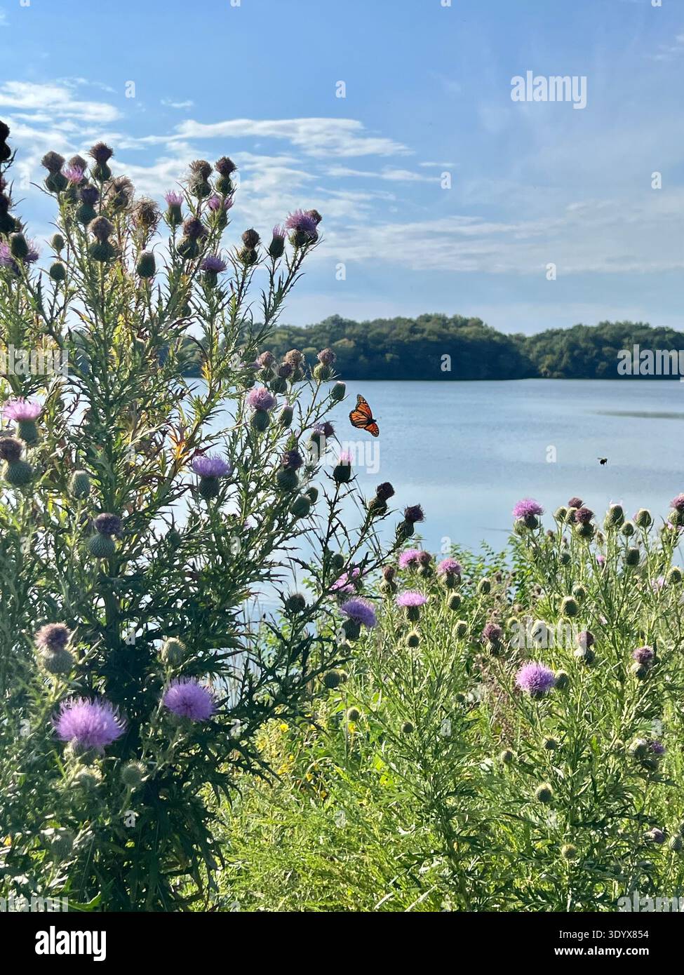 Fiori di cardo selvatico e una farfalla monarchica sulla riva di un lago sotto un cielo estivo blu a Silver Park, Missouri, Stati Uniti. - Immagine stock catturata con smartphone