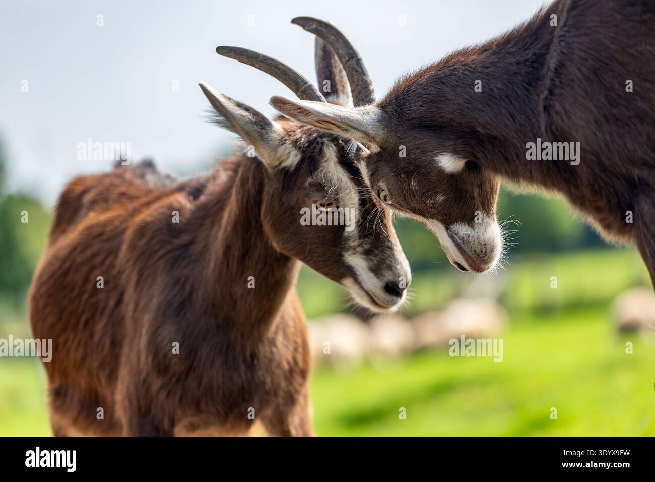 Due capre di billy brune stanno combattendo con le corna nel pascolo Foto Stock