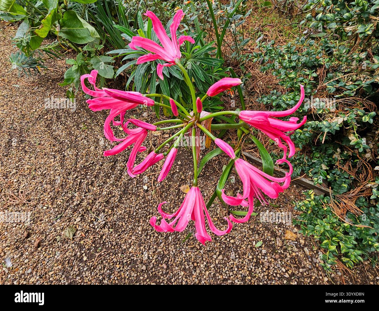 East Ruston Old Vicarage Gardens, Norfolk, Regno Unito. Nerine fiorisce in autunno. Foto Stock