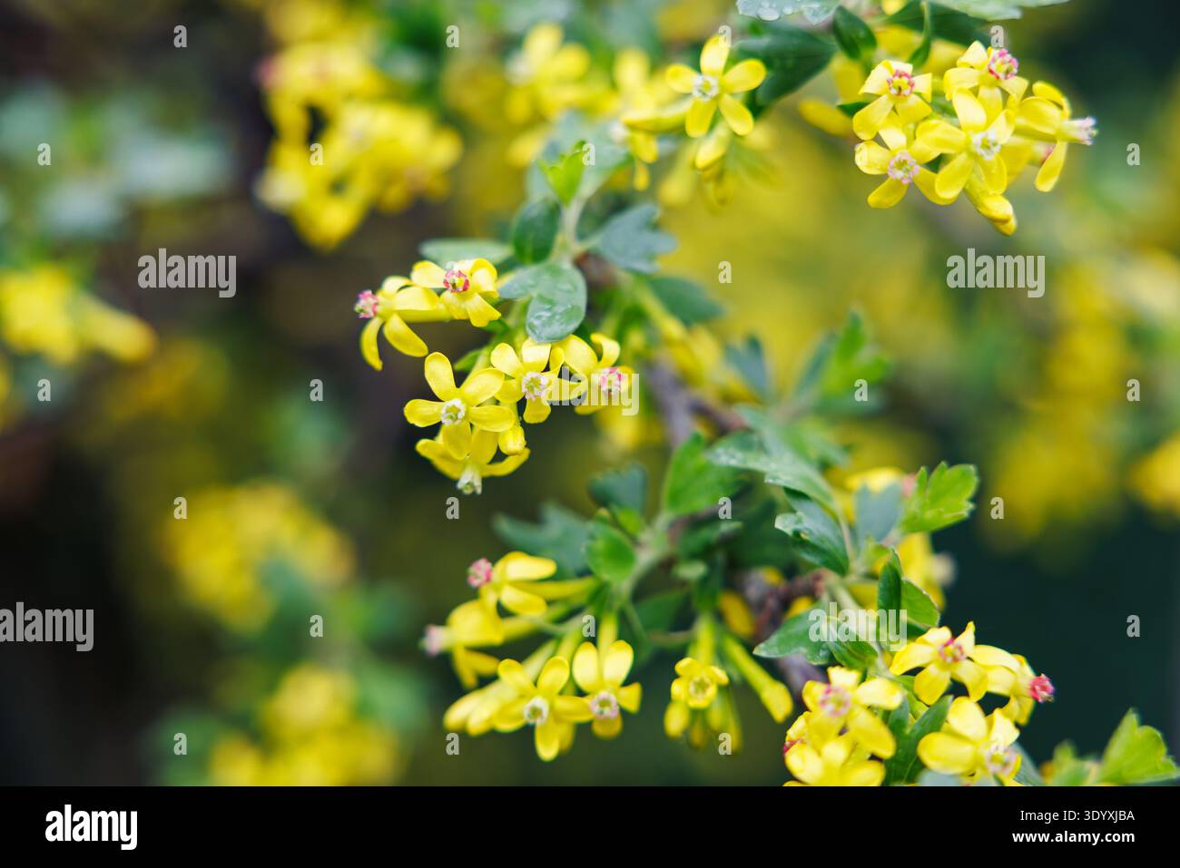 Primo piano di fiori gialli che fioriscono su un ramo verde all'aperto Foto Stock