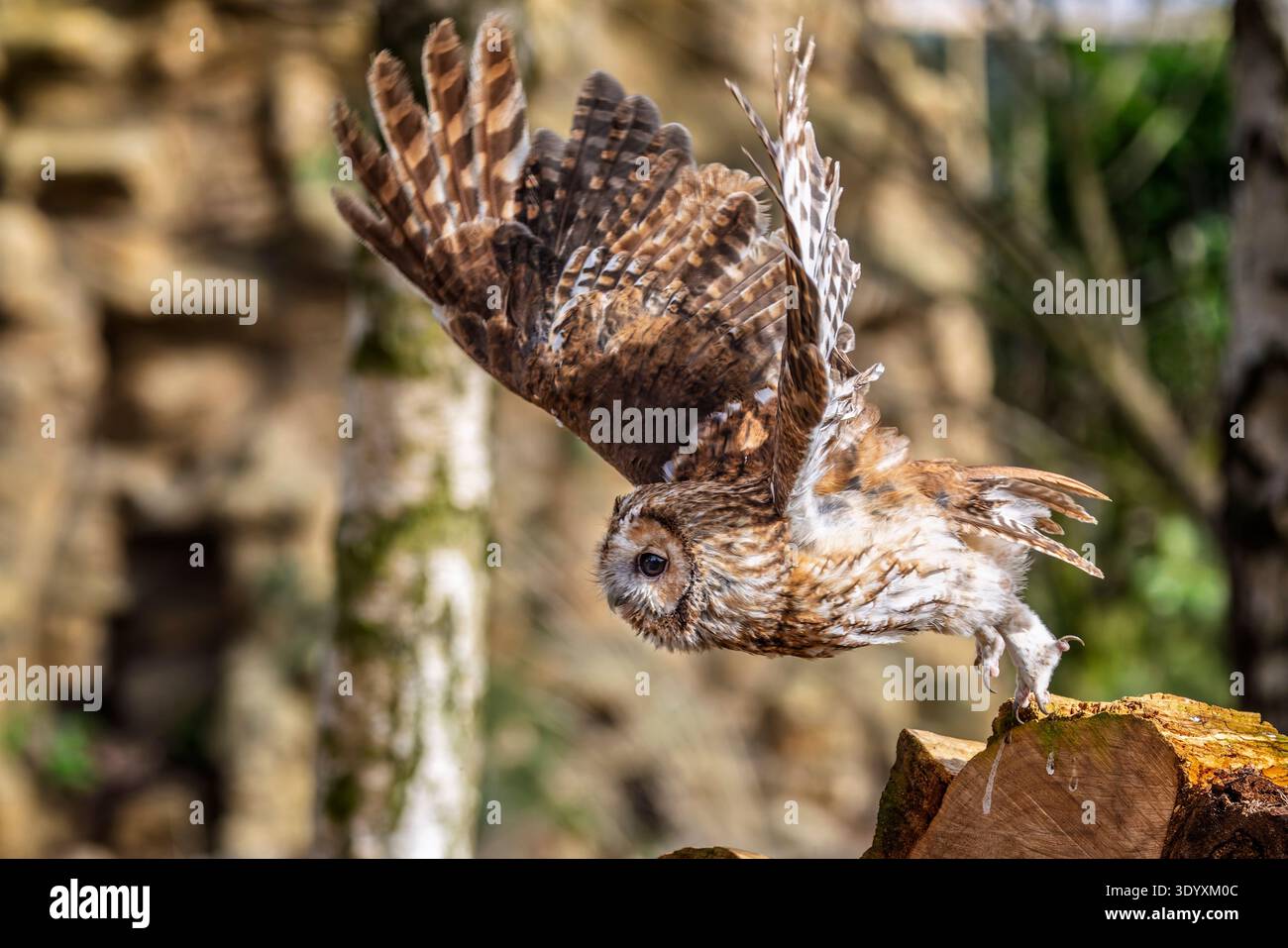 Primo piano di un tawny Owl che decolla dal ceppo di alberi nel Wiltshire, Regno Unito Foto Stock