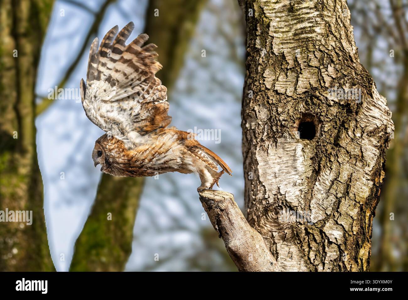 Primo piano del momento del decollo di un tawny Owl da un albero boschivo nel Wiltshire, Regno Unito Foto Stock