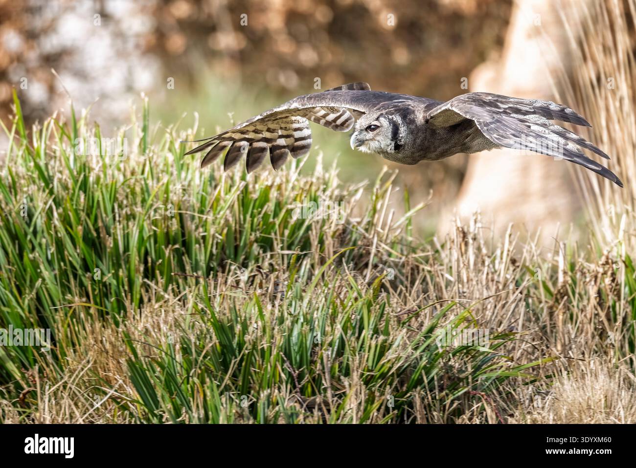 Un gufo di aquila di Verreaux che vola in basso sul terreno con le ali spalmate. Foto Stock
