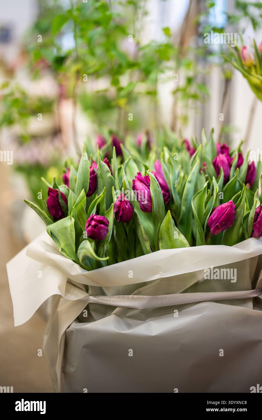 Bouquet di tulipani viola freschi con foglie verdi lussureggianti avvolti in carta presso un negozio di fiori, con messa a fuoco morbida. Foto Stock