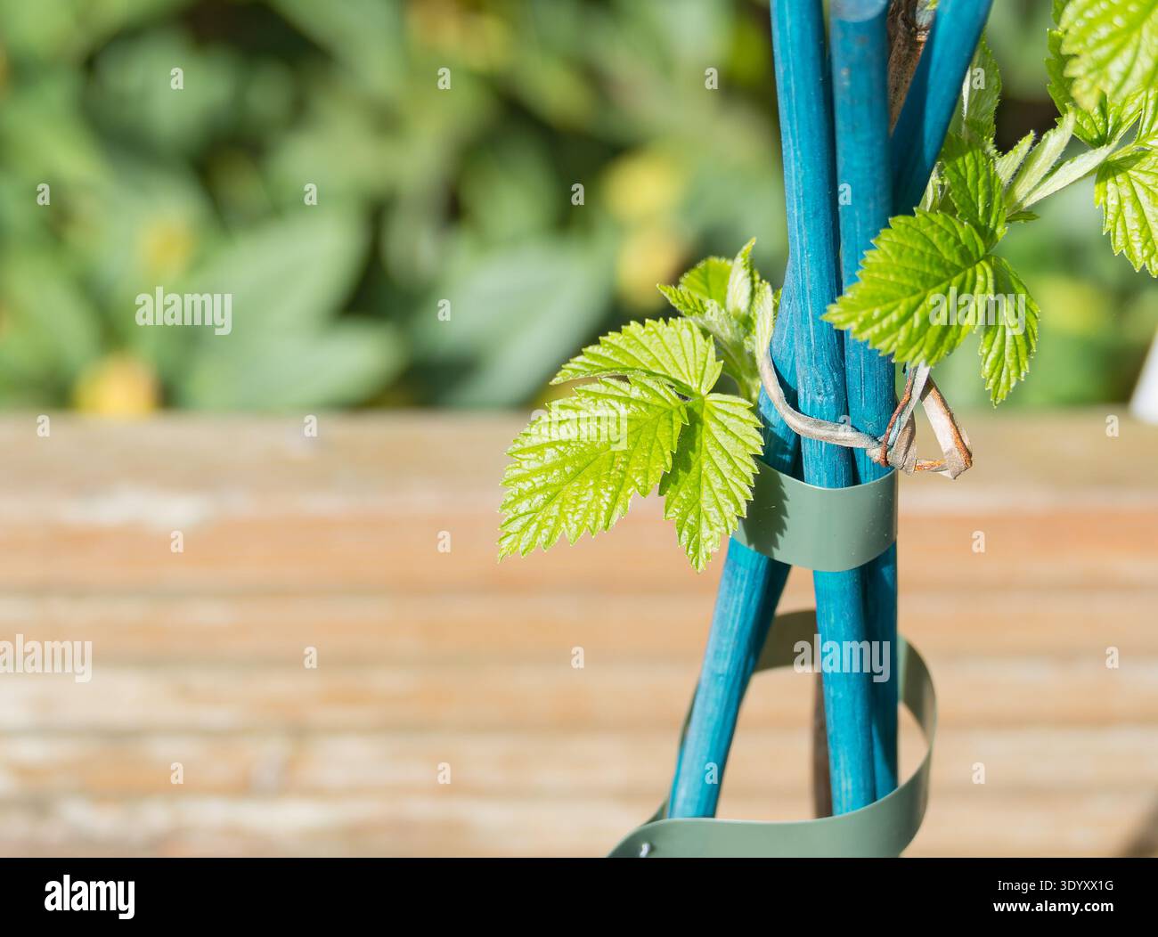 Primo piano di foglie di lampone verde fresco Rubus idaeus legato a picchetti di sostegno blu in un giardino Foto Stock