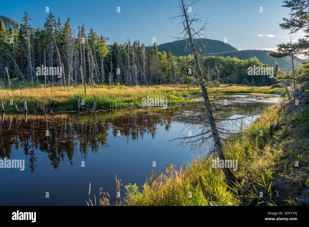 Canadian Wilderness, Forillon National Park; provincia del Quebec, Canada Foto Stock