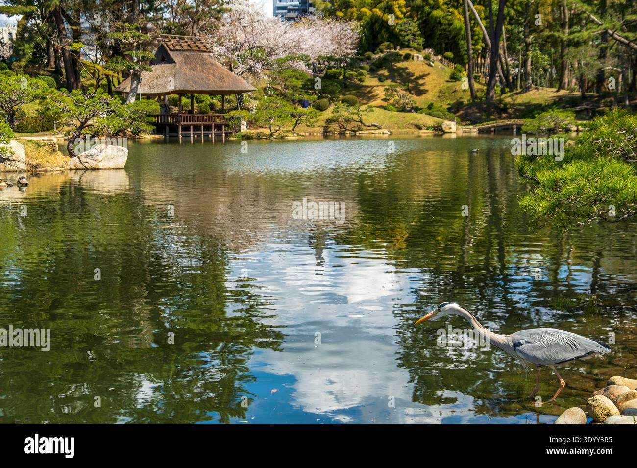 Guado di Heron grigio nello stagno con sala da tè al Giardino Shukkeien, Hiroshima, Giappone. Foto Stock