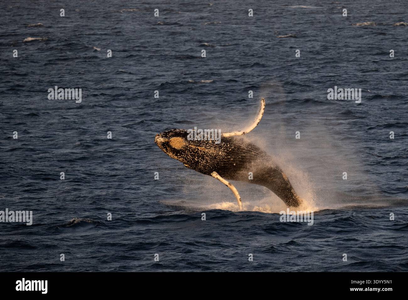 Una megattere (Megaptera novaeangliae) salta al sole della tarda sera, nella penisola antartica, in Antartide Foto Stock