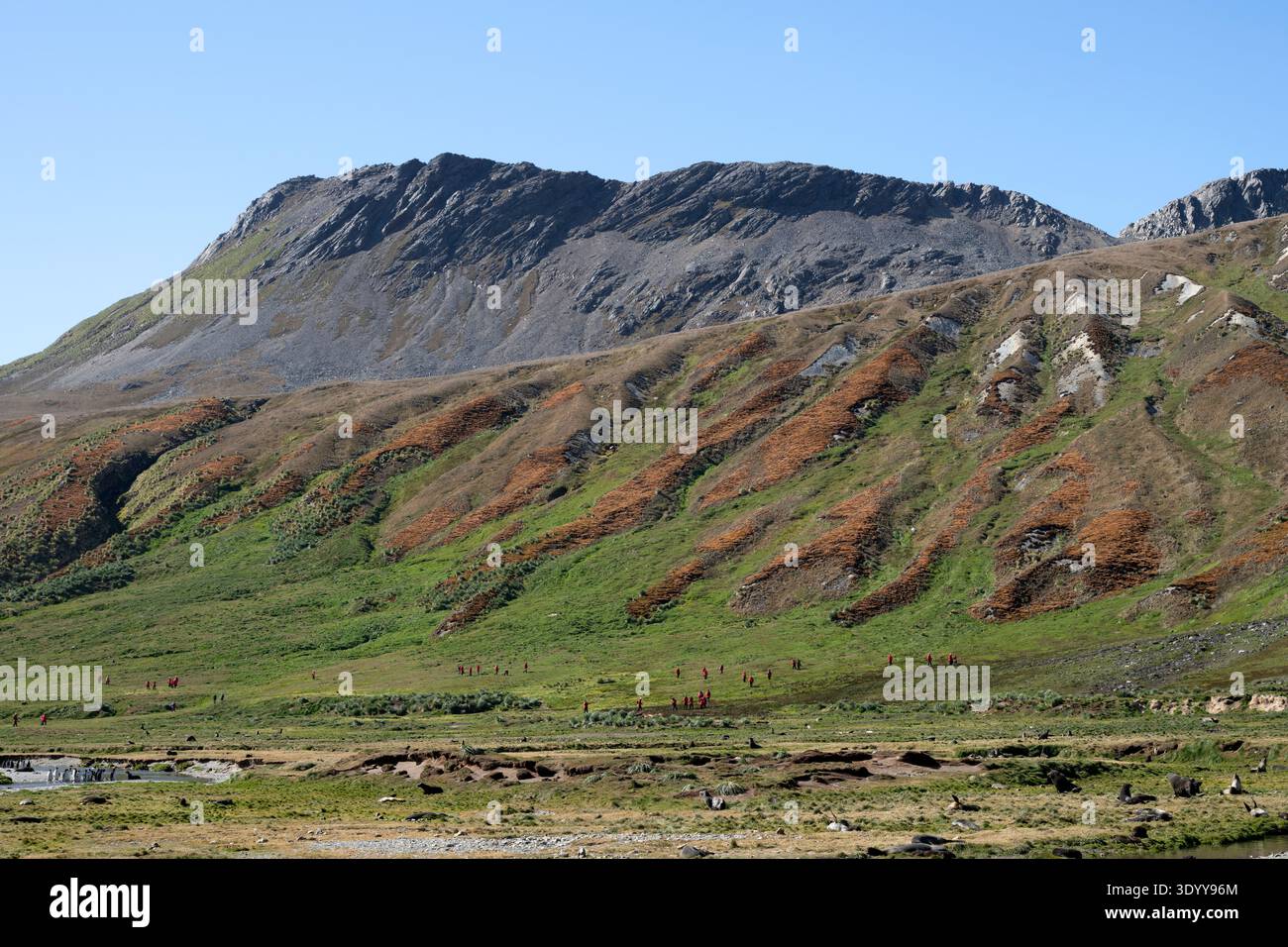 Passagiere eines Expeditionskreuzfahrtschiffs wandern durch eine Landschaft aus Tussockgras (Poa flabellata), Pelzrobben (Arctocephalus gazella) und K. Foto Stock