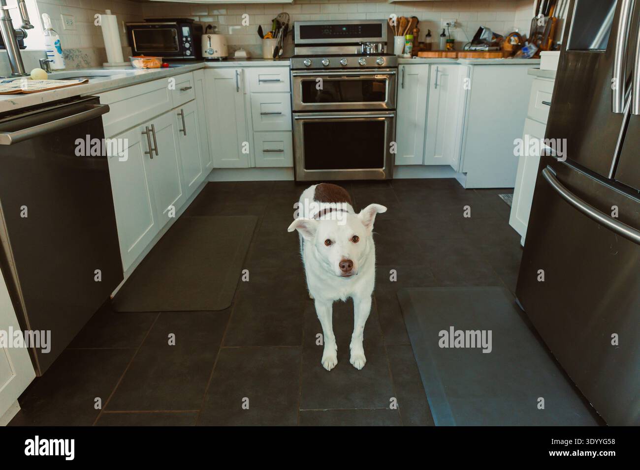 Un cane sta in piedi sul pavimento in una cucina con armadi bianchi ed elettrodomestici in acciaio inox. E' giorno. Foto Stock