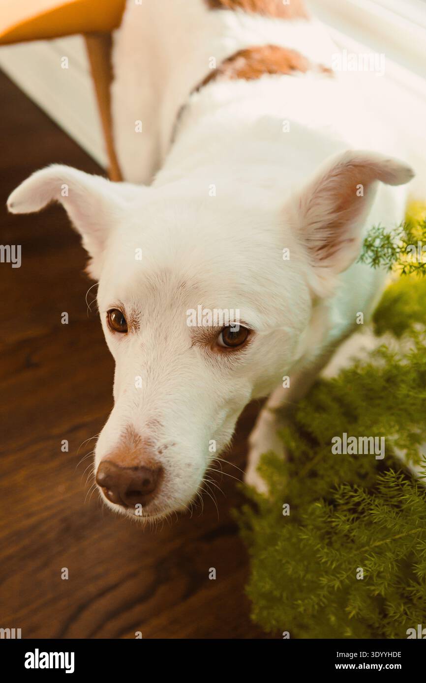 Un cane sta vicino alla macchina fotografica in una stanza piena di luce, con una pianta verde nelle vicinanze e un pavimento di legno sotto. Foto Stock