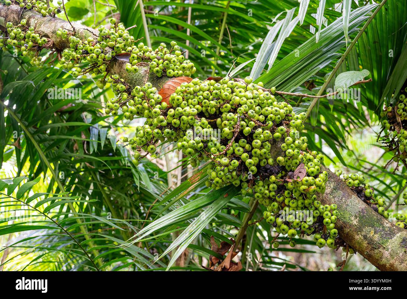 Ficus racemosa, Cluster Fig, Kuranda, Queensalnd, Australia Foto Stock