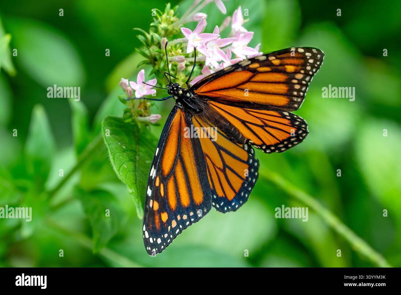 Monarch Butterfly, Danaus plexippus, Kuranda, Queensland, Australia Foto Stock