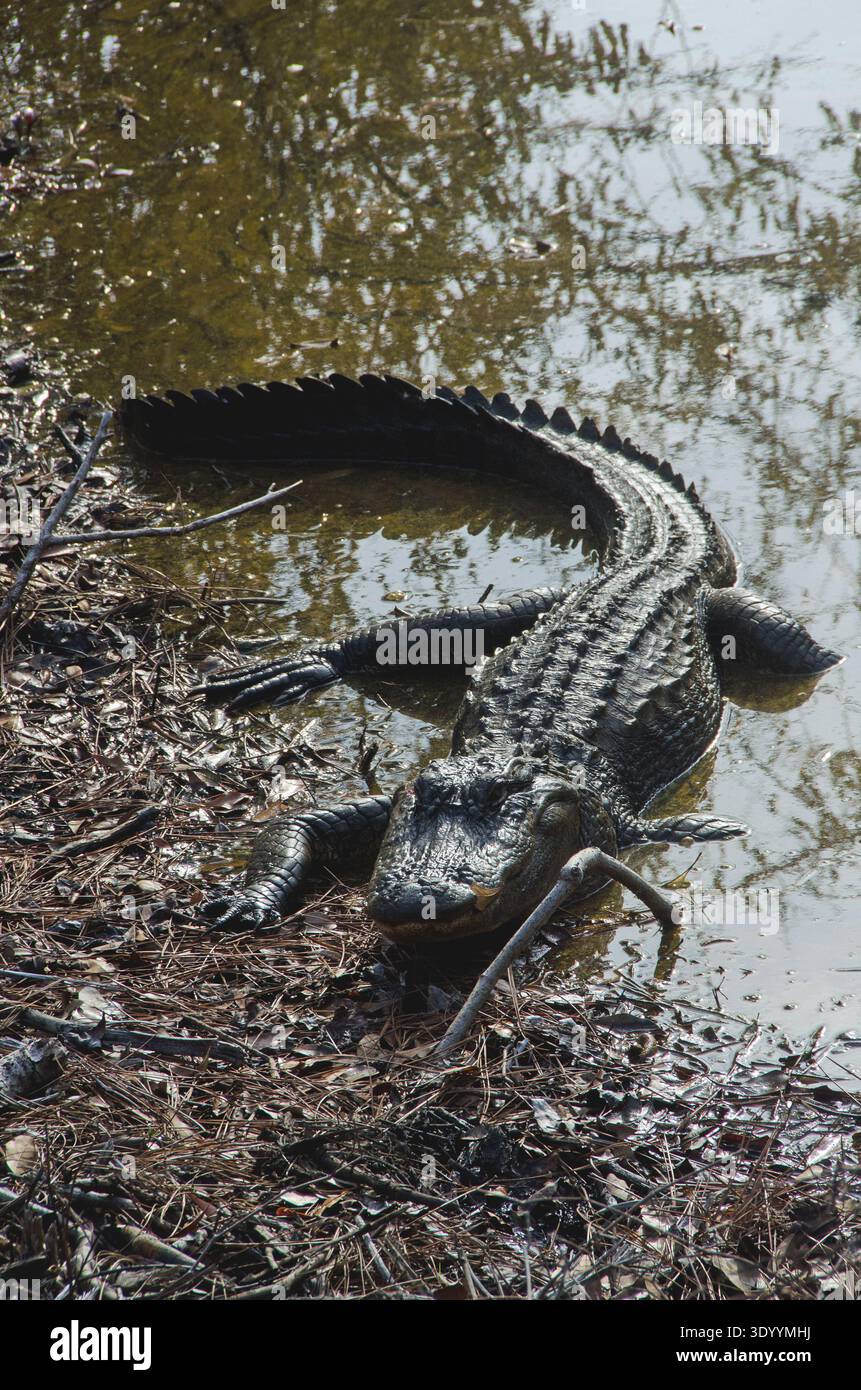 Muddy Waters Gator Foto Stock