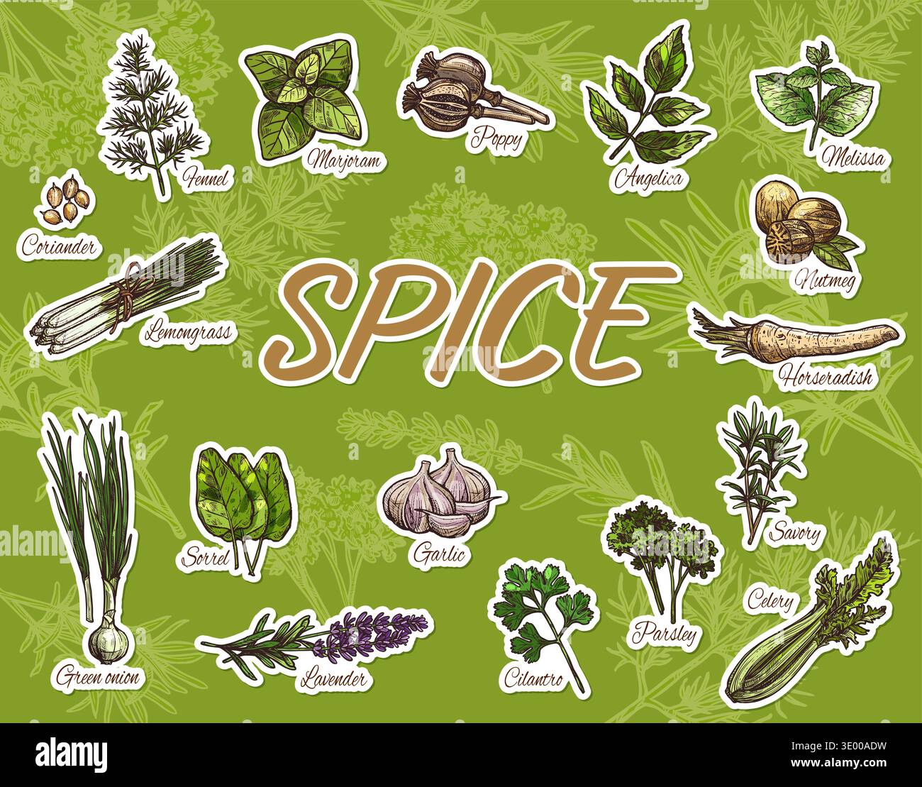 Confezione di adesivi per cucinare spezie, erbe e condimenti alimentari. Schizzo vettoriale dell'aglio, della menta o della melissa, del coriandolo e dei semi di papavero. Foglie di prezzemolo e sedano trafilati a mano, cipolla verde, maggiorana e noce moscata Illustrazione Vettoriale