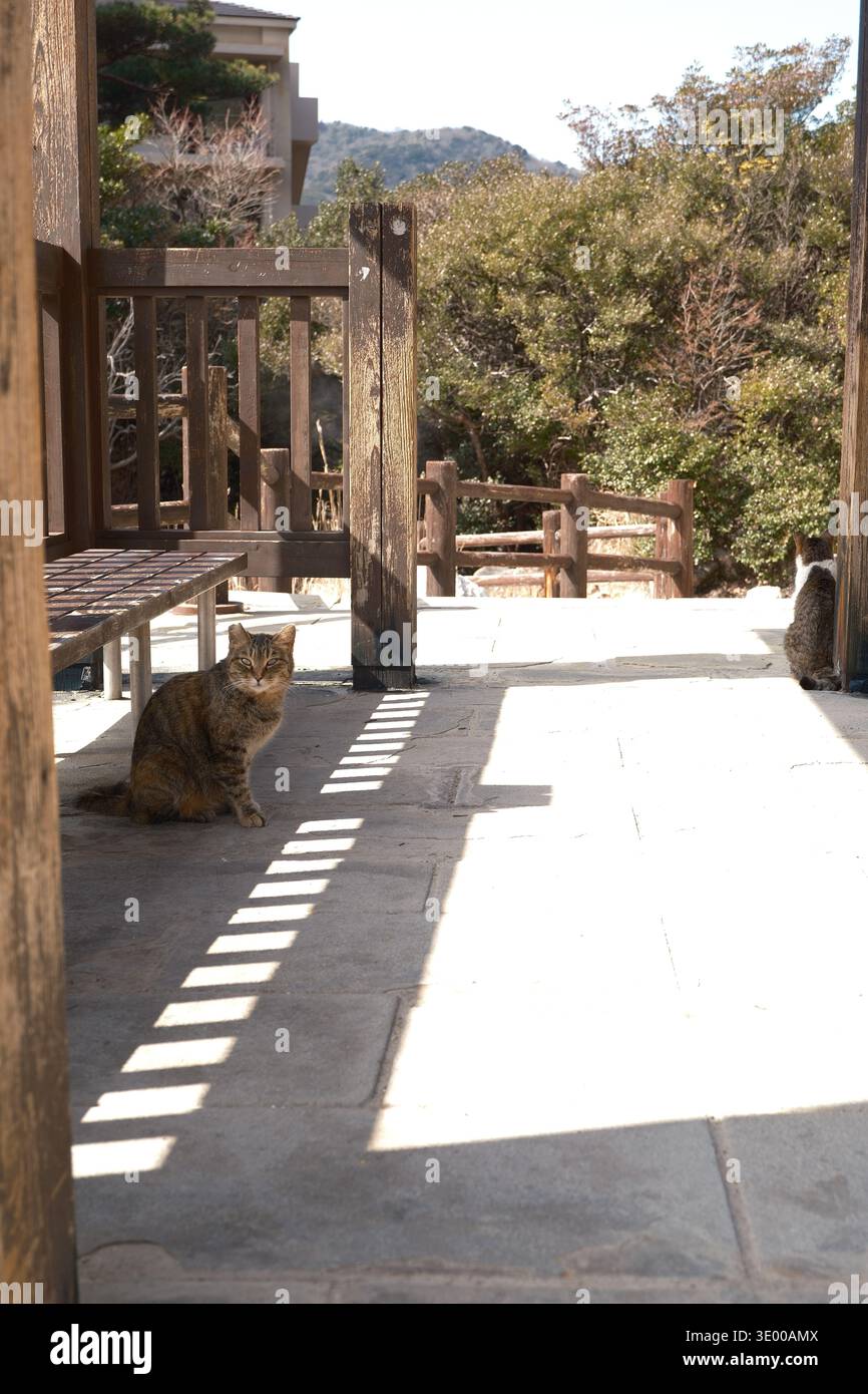 Gatto affascinante che riposa alla stazione termale di Unzen Onsen a Nagasaki, Giappone Foto Stock