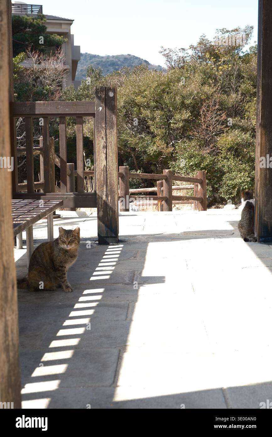 Gatto affascinante che riposa alla stazione termale di Unzen Onsen a Nagasaki, Giappone Foto Stock