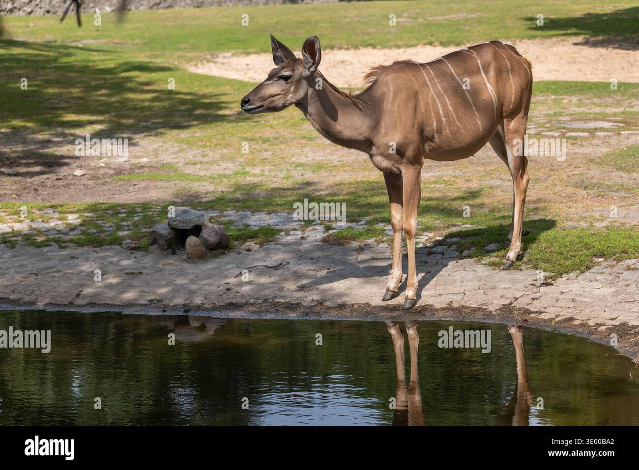 L'antilope femminile del grande kudu (Tragelaphus strepsiceros) nello zoo di Berlino, Germania. Animale della famiglia Bovidae, regione: Africa orientale e meridionale. Foto Stock