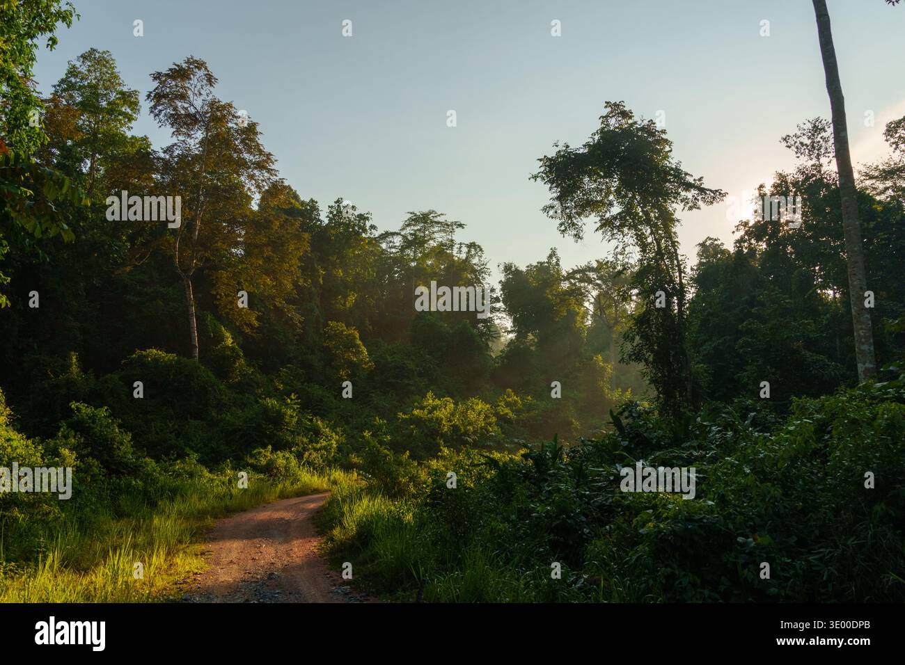Tortuosa strada sterrata attraverso la fitta foresta pluviale tropicale con luce solare e foschia leggera. Foto Stock