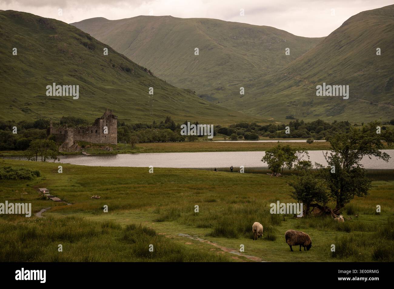 Castello di Kilchurn e pascolo di pecore presso Loch Awe nelle Highlands scozzesi Foto Stock