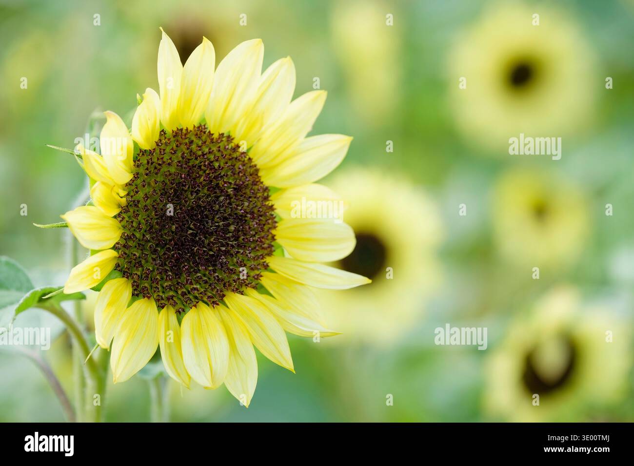 Helianthus annuus Valentine, girasole Valentine, annuale con fiori singoli, giallo limone, centri marroni Foto Stock