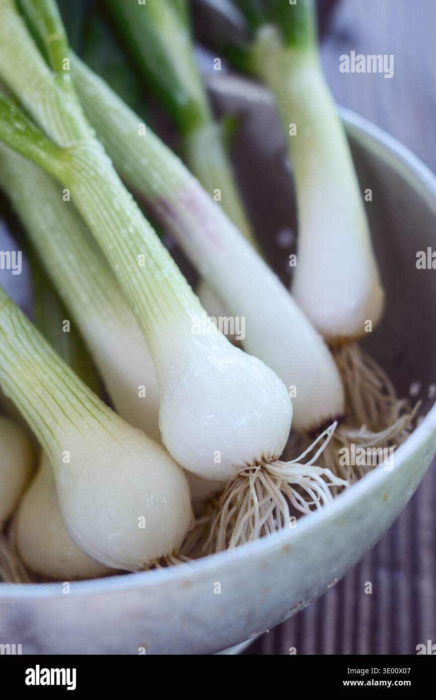Giovani lampadine a cipolla bianche con luce naturale soffusa in metallo. Ingrediente vegetale biologico per la preparazione culinaria Foto Stock