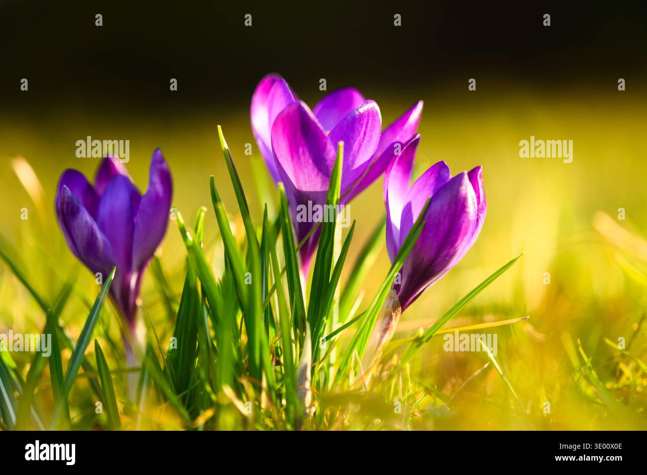 Croci viola vibranti che sbocciano in erba brillante sotto una calda retroilluminazione. Natura primaverile, petali colorati, scena floreale all'aperto, messa a fuoco morbida Foto Stock