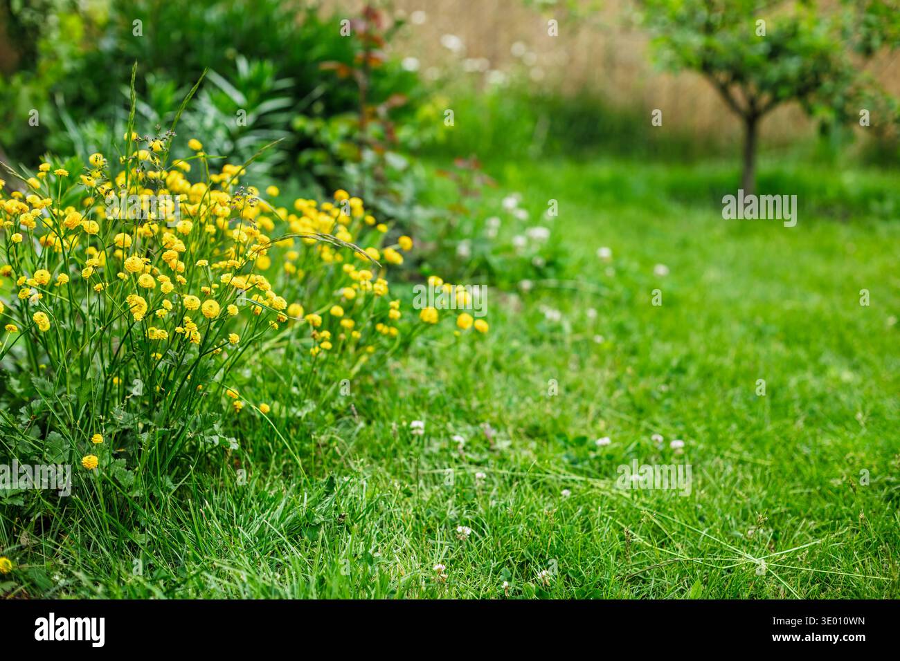 Tazze che crescono sul letto di fiori con erba verde nel giardino. Profondità di campo ridotta. Foto Stock