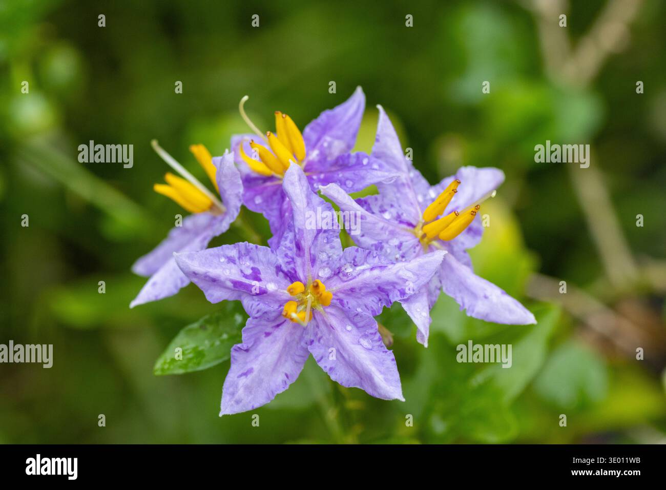 Vite di patate cilena viola e gialla (Solanum crispum) isolata su uno sfondo verde naturale in un giardino a Unawatuna, Sri Lanka Foto Stock