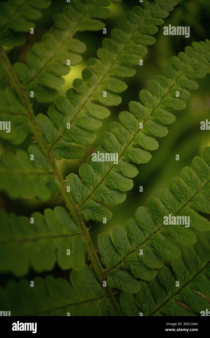 Primo piano di fronde di felce verdi con motivo a foglia e luce naturale soffusa. Foto Stock