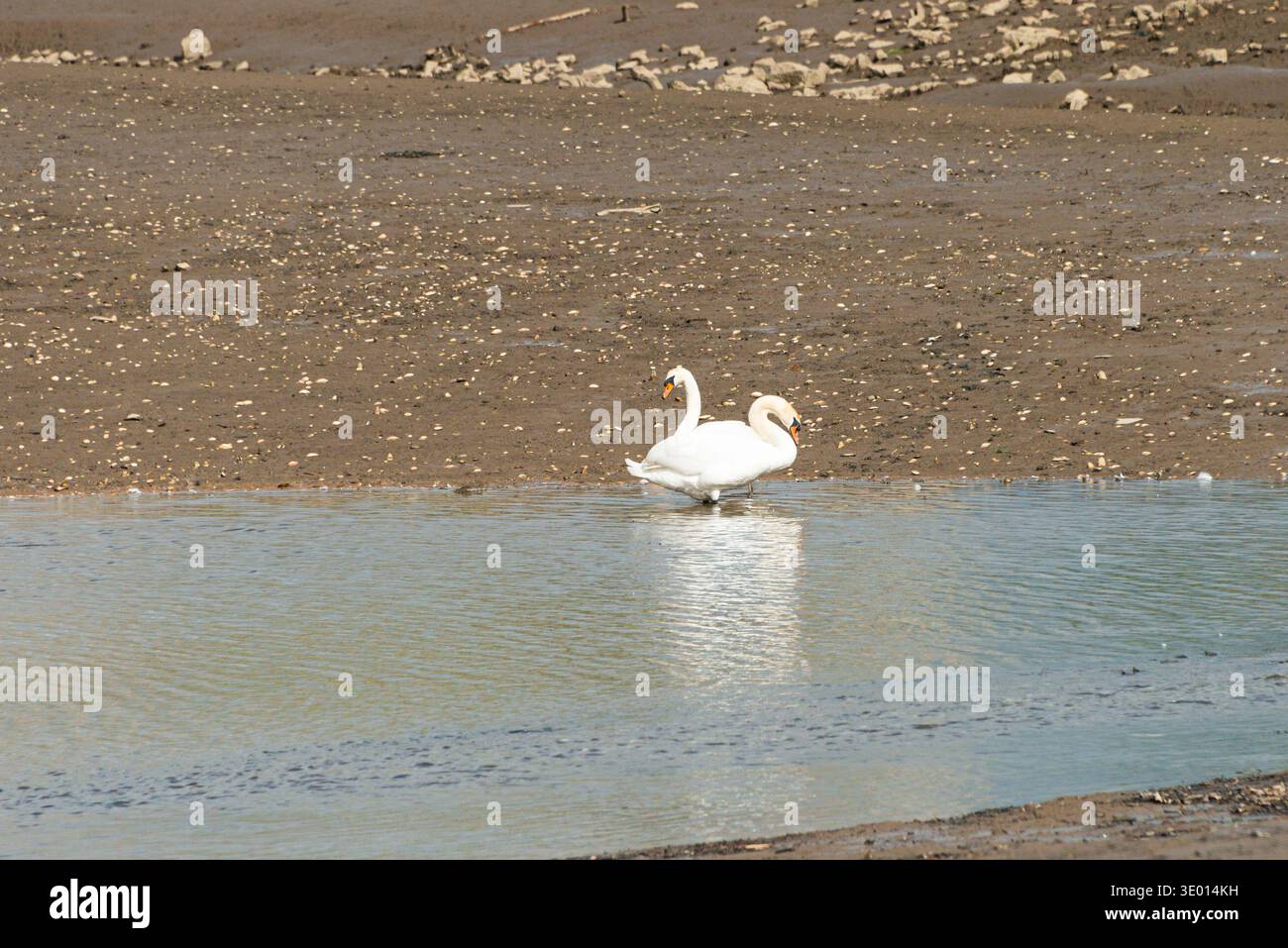 Due cigni muti (Cygnus olor) in acqua poco profonda Foto Stock
