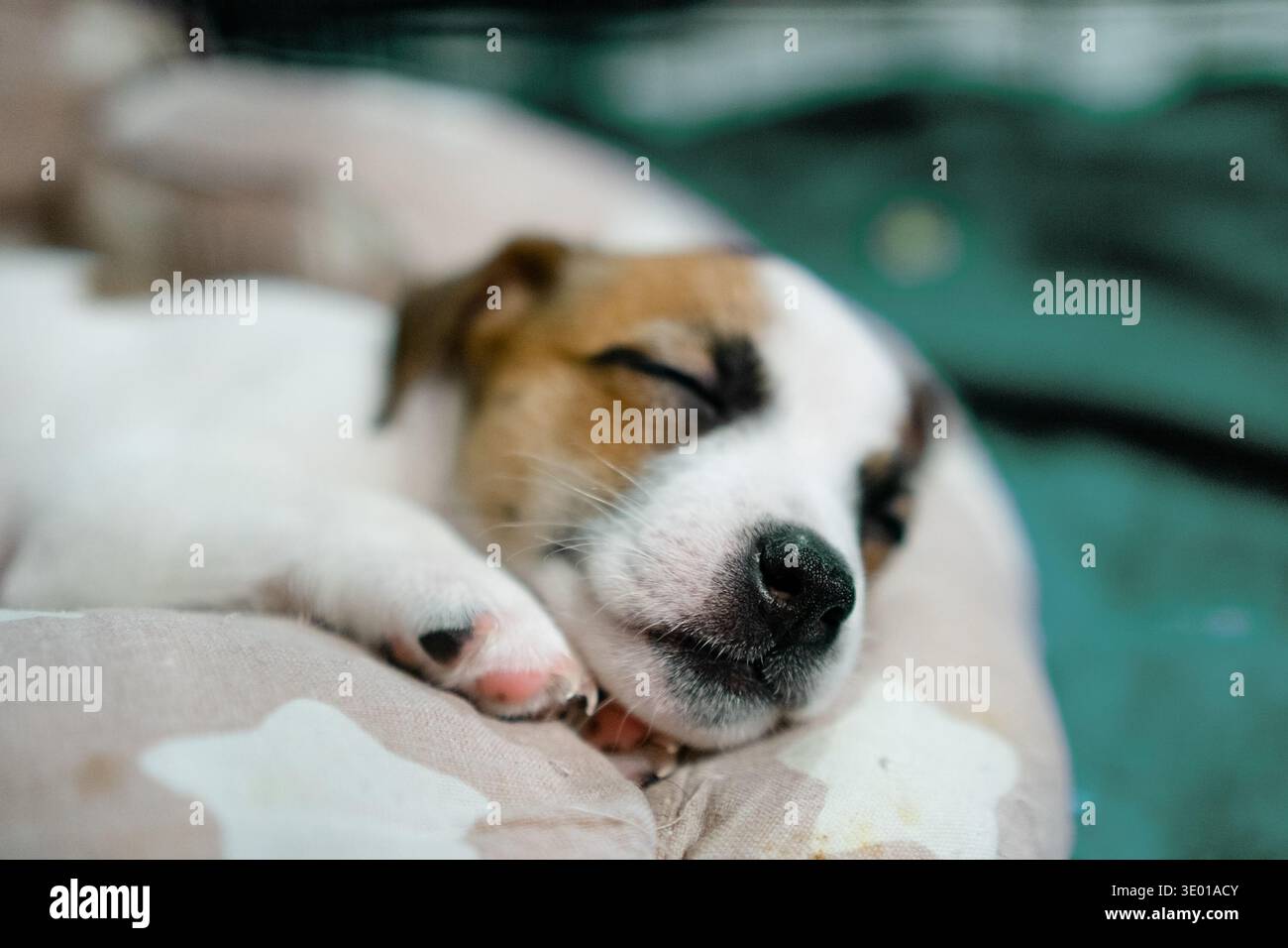 Un tranquillo cucciolo che piange comodamente in un morbido letto, incarna tranquillità e appagamento con la sua espressione delicata e la postura rilassata in un ambiente accogliente. Foto Stock