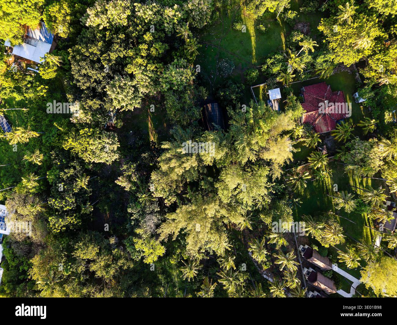 Scendendo dritto dall'alto di baldacchino della foresta tropicale, palme e case sparse Foto Stock