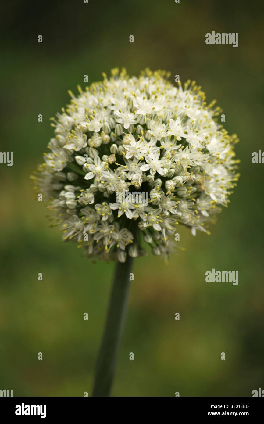 Fiore di cipolla bianca in fiore che forma un'infiorescenza sferica di allium. Macro di piante di cipolla fiorite nell'orto che mostrano la formazione di semi sta Foto Stock